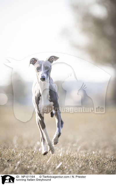 rennendes Italienisches Windspiel / running Italian Greyhound / NP-01164