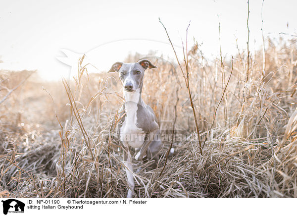 sitzendes Italienisches Windspiel / sitting Italian Greyhound / NP-01190