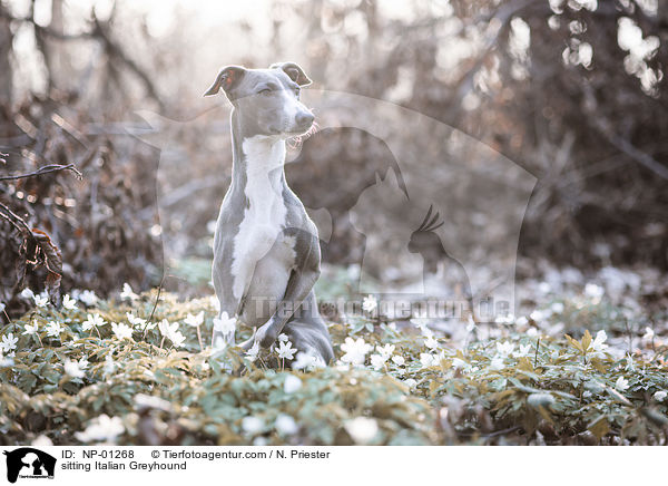 sitzendes Italienisches Windspiel / sitting Italian Greyhound / NP-01268