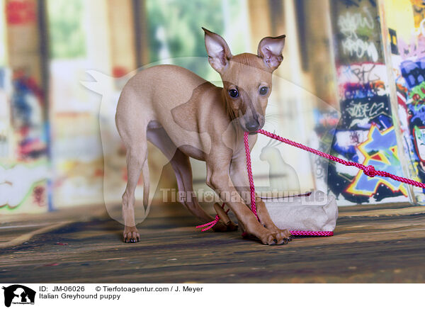 Italienisches Windspiel  Welpe / Italian Greyhound puppy / JM-06026