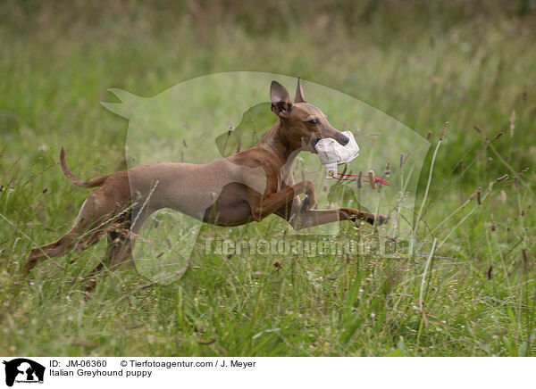 Italienisches Windspiel  Welpe / Italian Greyhound puppy / JM-06360