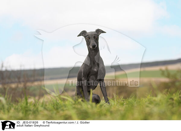 ausgewachsenes Italienisches Windspiel / adult Italian Greyhound / JEG-01826