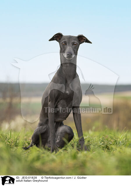 ausgewachsenes Italienisches Windspiel / adult Italian Greyhound / JEG-01828