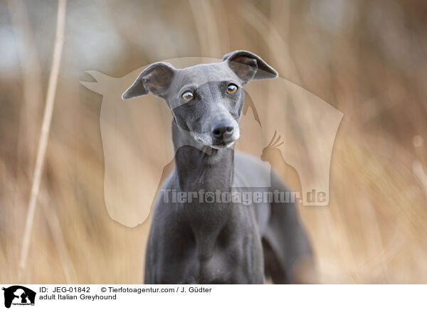 ausgewachsenes Italienisches Windspiel / adult Italian Greyhound / JEG-01842