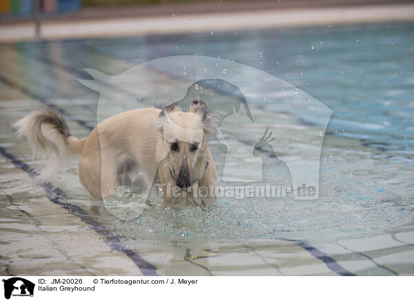 Italienisches Windspiel / Italian Greyhound / JM-20026