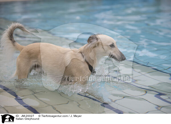 Italienisches Windspiel / Italian Greyhound / JM-20027