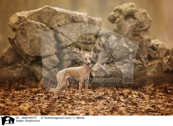 Italienisches Windspiel / Italian Greyhound / JAM-06073