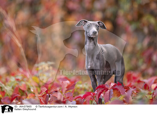 Italienisches Windspiel / Italian Greyhound / AH-07865