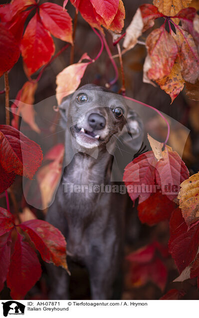 Italienisches Windspiel / Italian Greyhound / AH-07871