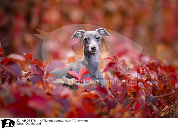 Italienisches Windspiel / Italian Greyhound / AH-07878