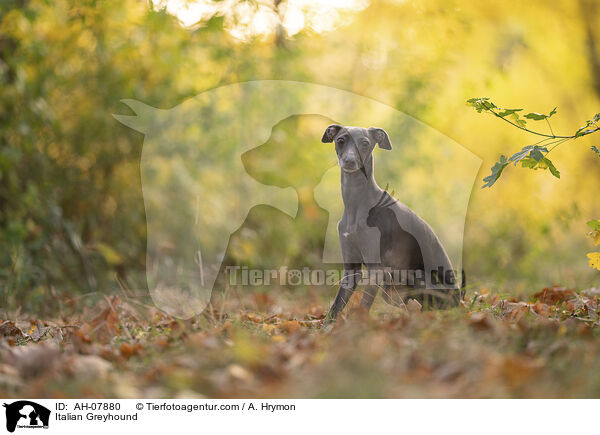 Italienisches Windspiel / Italian Greyhound / AH-07880