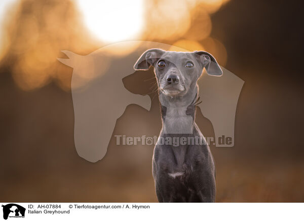 Italienisches Windspiel / Italian Greyhound / AH-07884