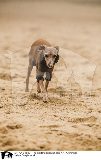 Italienisches Windspiel / Italian Greyhound / AA-01687