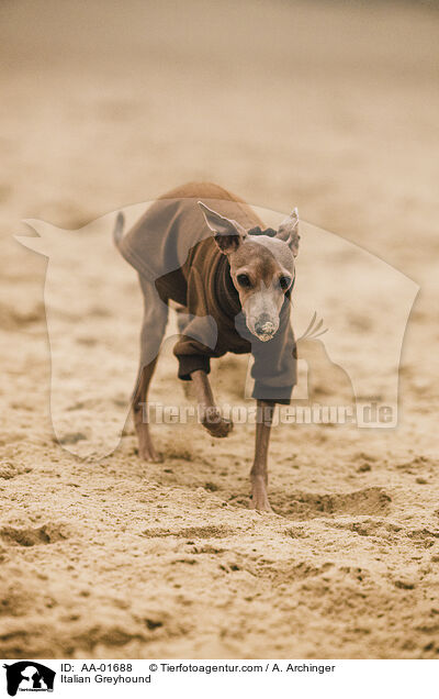 Italienisches Windspiel / Italian Greyhound / AA-01688