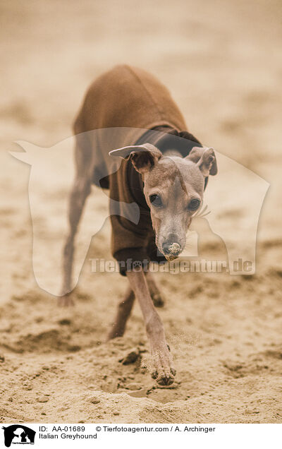 Italienisches Windspiel / Italian Greyhound / AA-01689