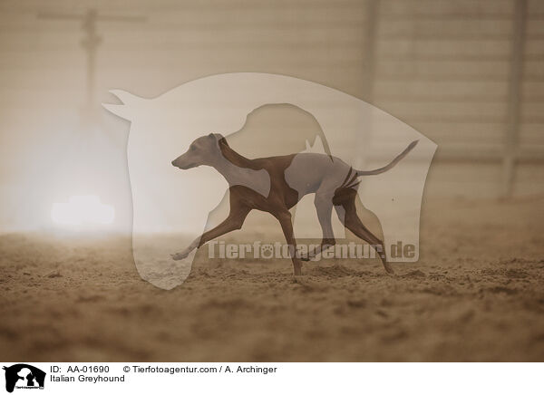 Italienisches Windspiel / Italian Greyhound / AA-01690