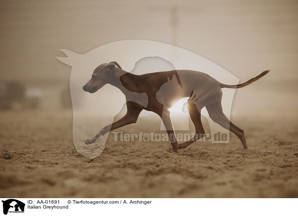 Italienisches Windspiel / Italian Greyhound / AA-01691