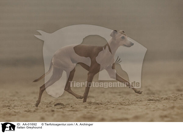 Italienisches Windspiel / Italian Greyhound / AA-01692