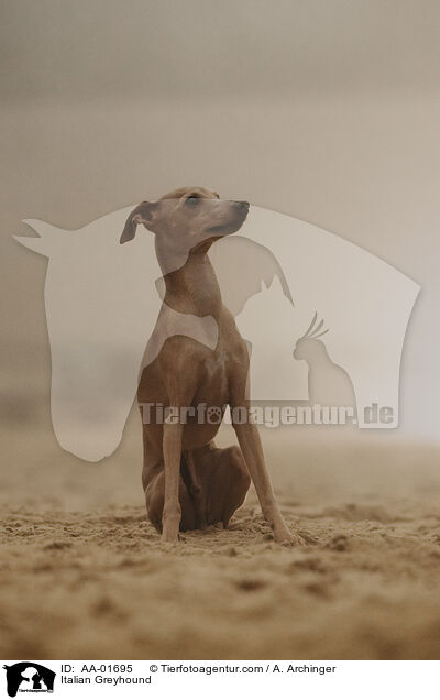 Italienisches Windspiel / Italian Greyhound / AA-01695