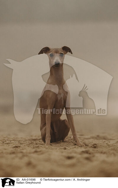 Italienisches Windspiel / Italian Greyhound / AA-01696