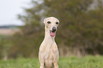 adult Italian Greyhound