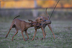 Italian Greyhound