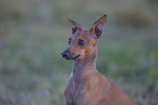 Italian Greyhound