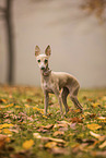 Italian Greyhound