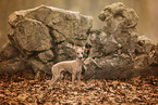 Italian Greyhound