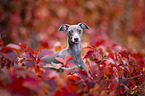 Italian Greyhound