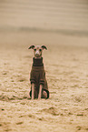 Italian Greyhound