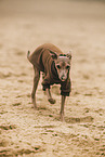 Italian Greyhound