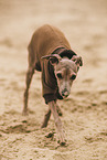 Italian Greyhound