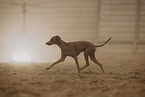 Italian Greyhound