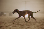 Italian Greyhound