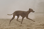 Italian Greyhound