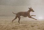 Italian Greyhound