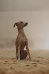 Italian Greyhound