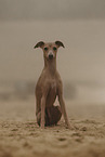 Italian Greyhound