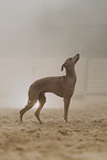 Italian Greyhound