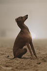 Italian Greyhound