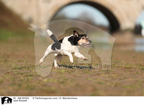 Jack Russell / Jack Russell / KB-09352