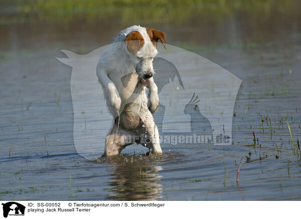 spielende Jack Russell Terrier / playing Jack Russell Terrier / SS-00052