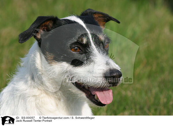 Jack Russell Terrier Portrait / Jack Russell Terrier Portrait / SS-00057
