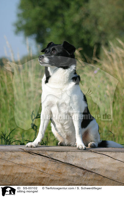 sitzender Mischlingshund / sitting mongrel / SS-00102