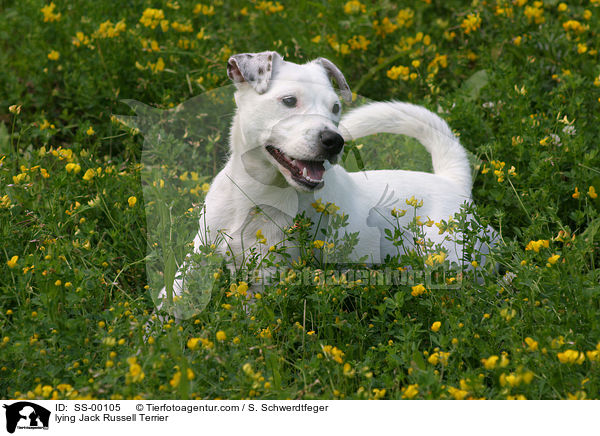 liegender Jack Russell Terrier / lying Jack Russell Terrier / SS-00105