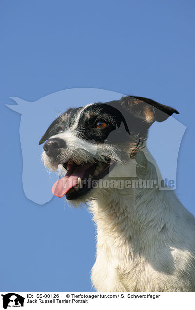 Jack Russell Terrier Portrait / Jack Russell Terrier Portrait / SS-00126