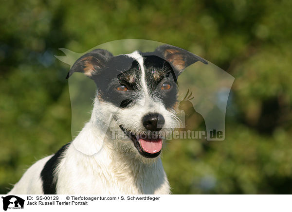 Jack Russell Terrier Portrait / Jack Russell Terrier Portrait / SS-00129