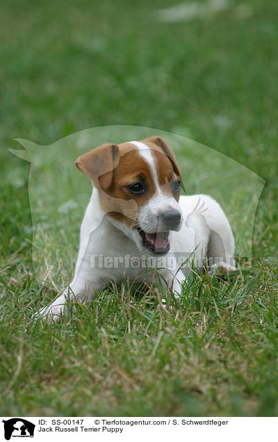 Jack Russell Terrier Welpe / Jack Russell Terrier Puppy / SS-00147