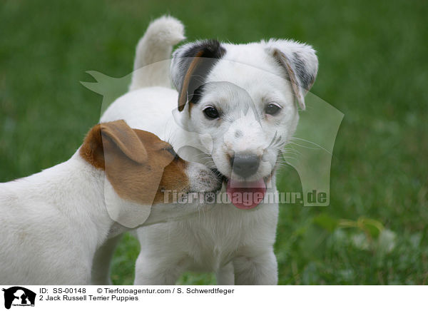 2 Jack Russell Terrier Puppies / SS-00148